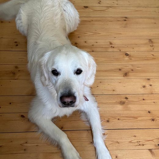 Sam – Bürohund der Kanzlei